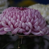 菊　5