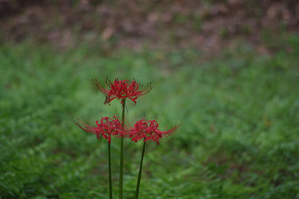 曼殊沙華　3　