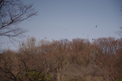 カラスの天国　2　代々木公園
