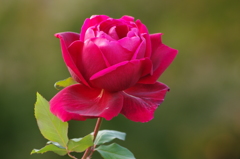 薔薇　3