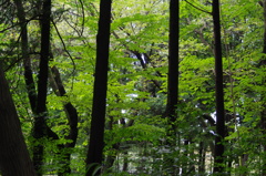 林の風景　三宝寺池　９月