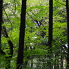 林の風景　三宝寺池　９月
