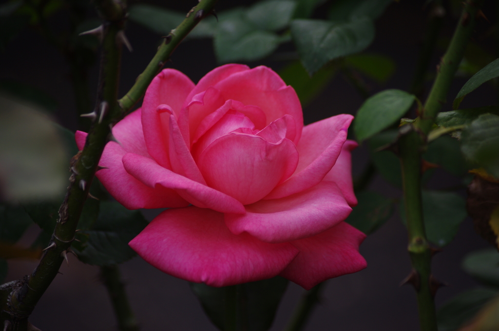 薔薇　18