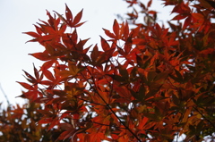 モミジ　旧芝離宮庭園　１１月半ば
