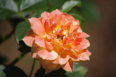 芝浦中央公園　薔薇　2　８月下旬