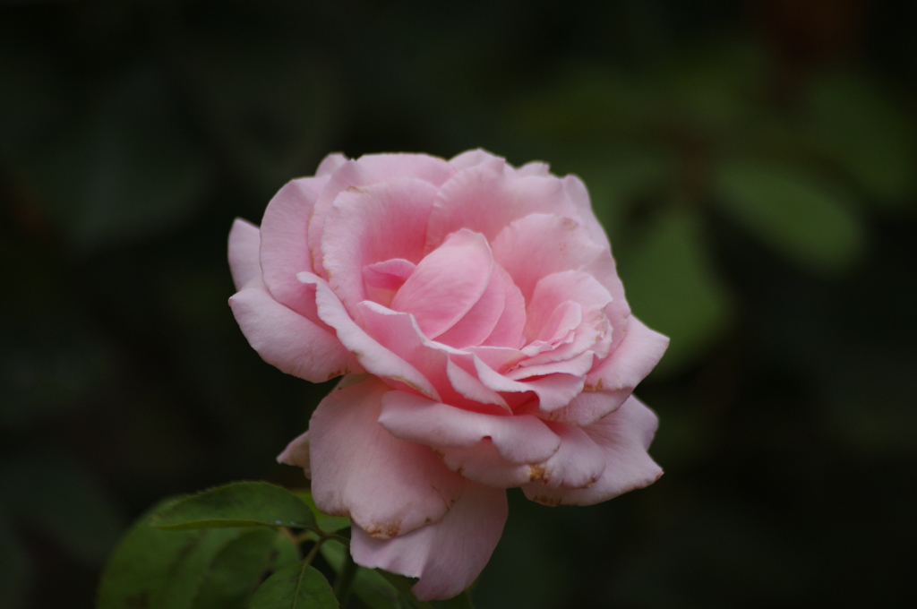 芝公園　花壇　7