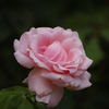 芝公園　花壇　7