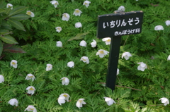 いちりんそう