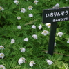 いちりんそう