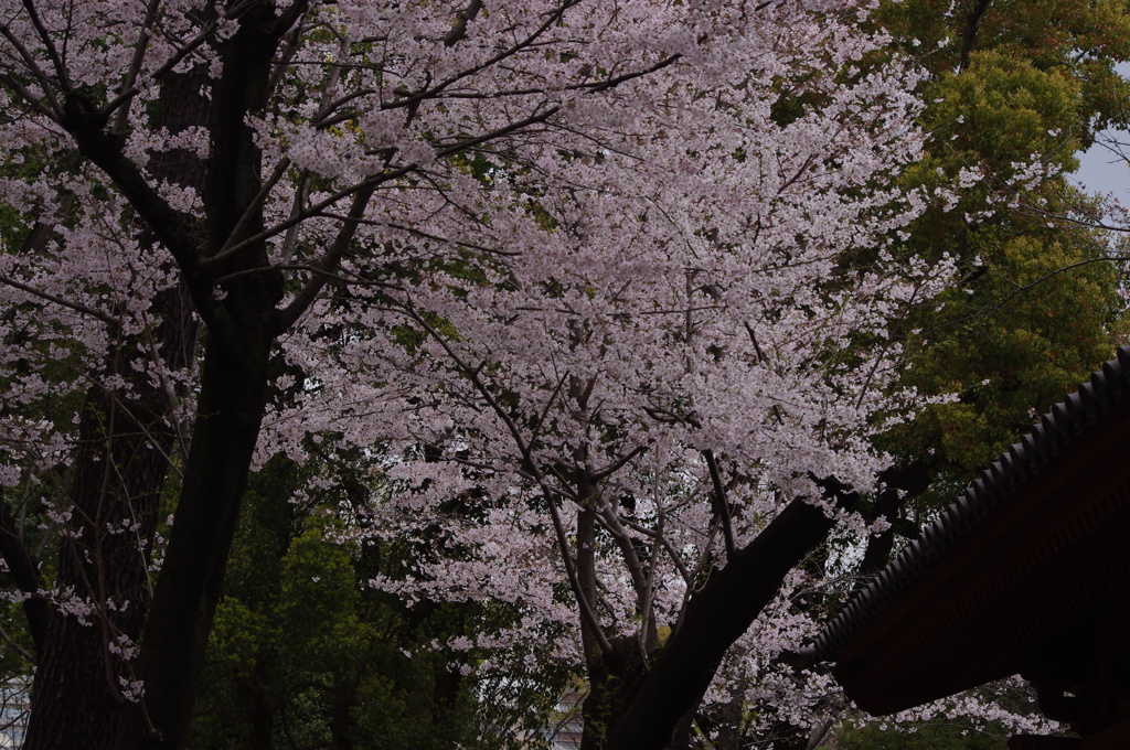 桜　1