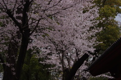 桜　1