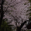 桜　1