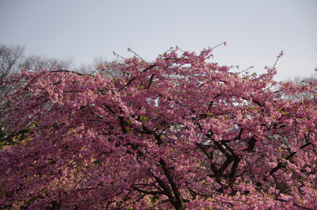 河津桜　代々木公園