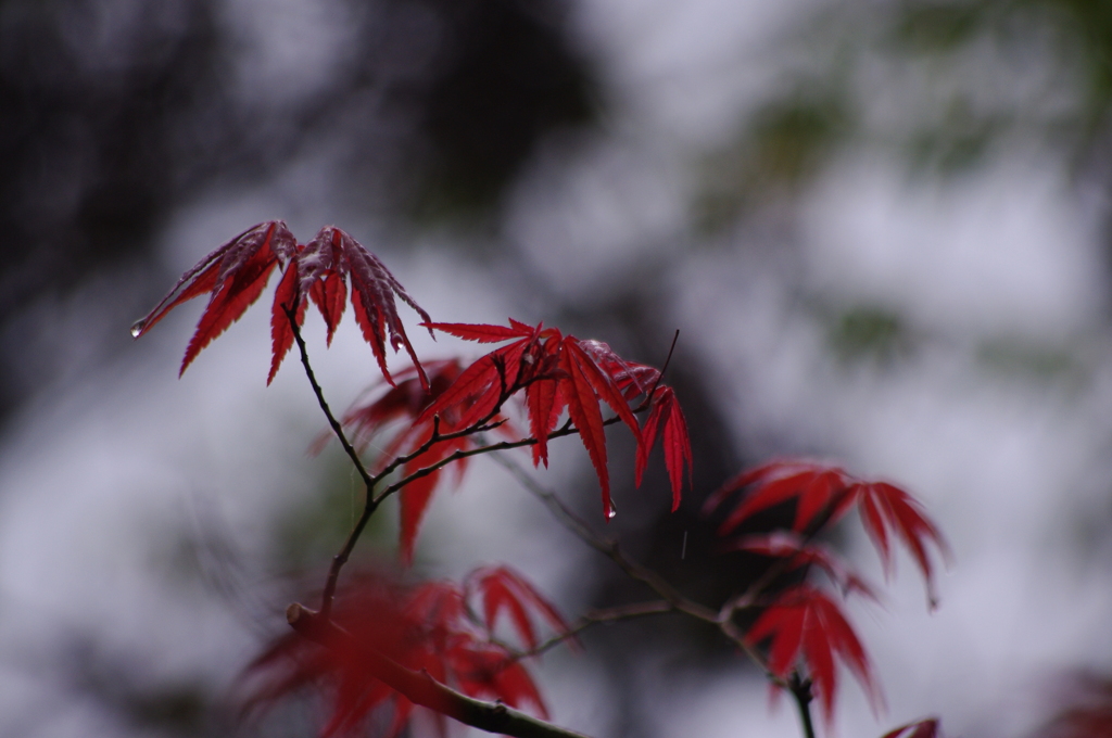 雨の中の紅葉