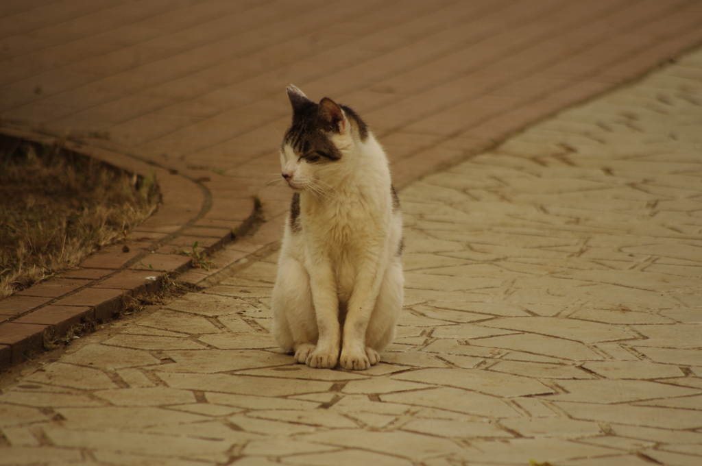 猫　新芝運河沿緑地　６月