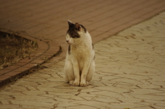 猫　新芝運河沿緑地　６月