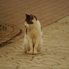 猫　新芝運河沿緑地　６月