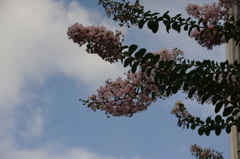サルスベリ　薄桃色　日比谷公園　8月　