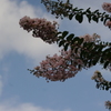 サルスベリ　薄桃色　日比谷公園　8月　