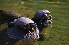 亀　戸越公園　9月