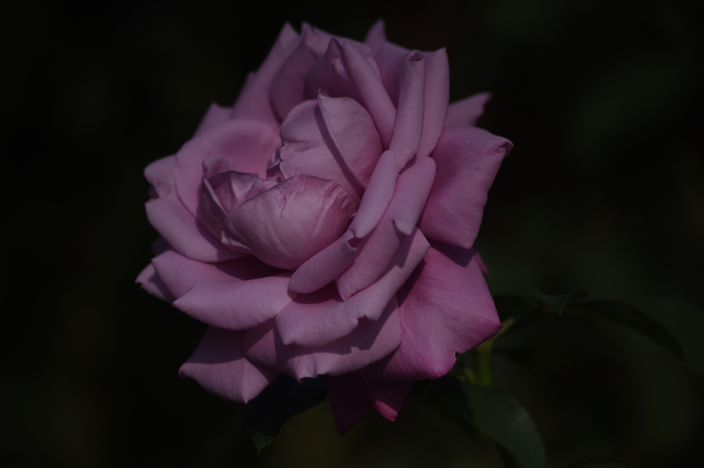 薔薇　4