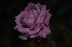 薔薇　4