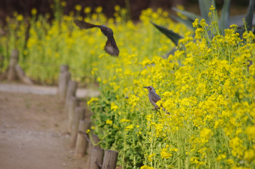 菜の花と鳥