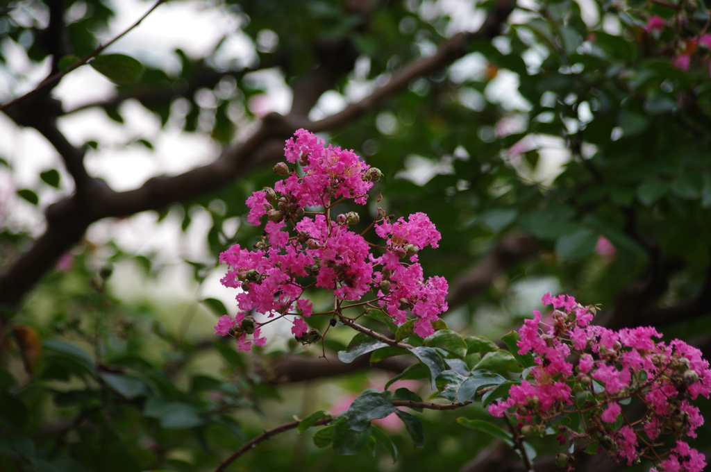 サルスベリ　旧芝離宮庭園　9月