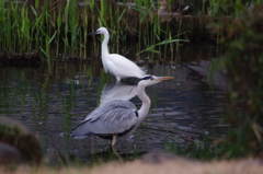 シラサギとアオサギ　2　日比谷公園