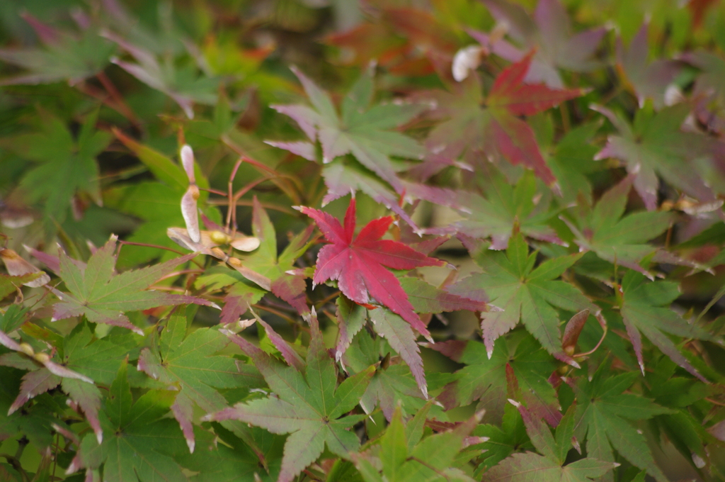 紅葉　3