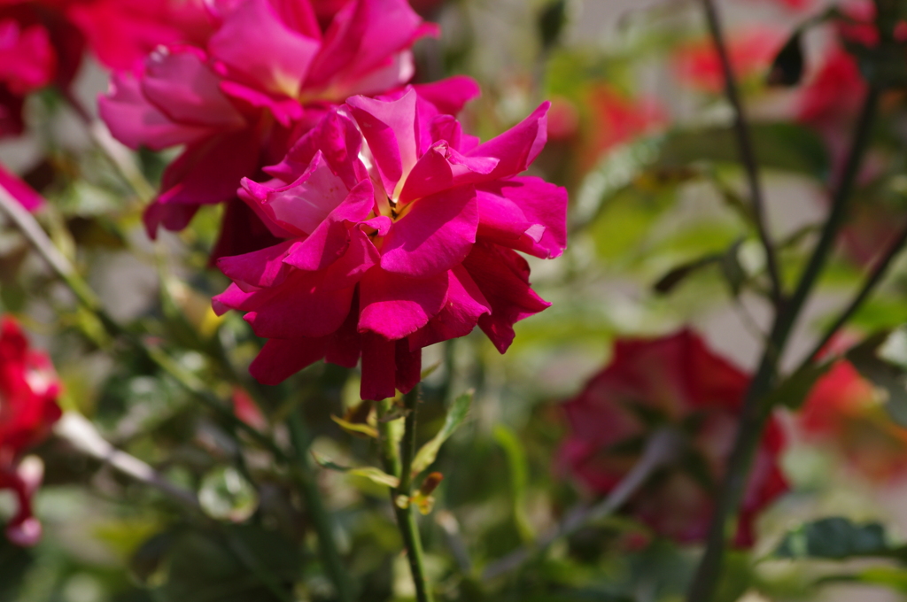 薔薇　15