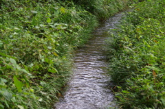 三宝寺池の小川