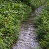 三宝寺池の小川