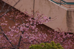 河津桜