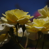 薔薇　1