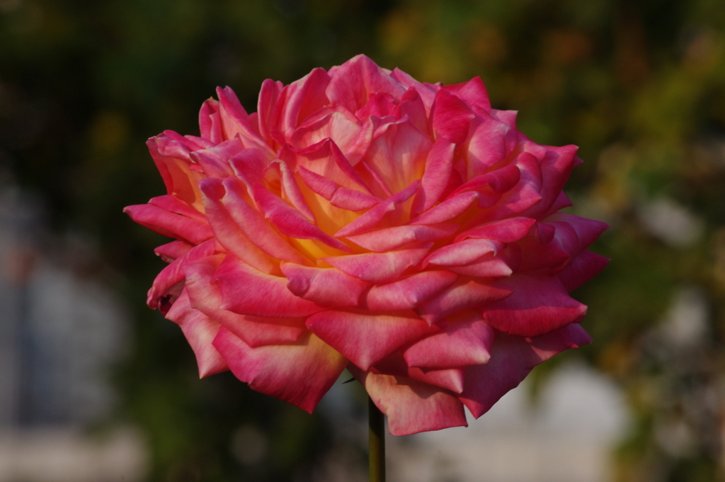 薔薇　1