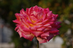 薔薇　1