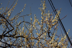 女坂の白梅　1　湯島天神　２月下旬