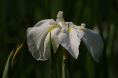 花菖蒲　2