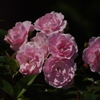薔薇　3