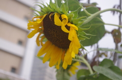 夏の名残　ヒマワリ
