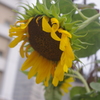 夏の名残　ヒマワリ