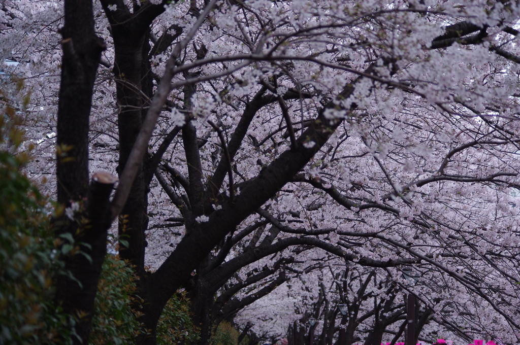 桜のトンネル　2