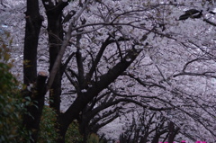 桜のトンネル　2
