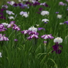 花菖蒲　2