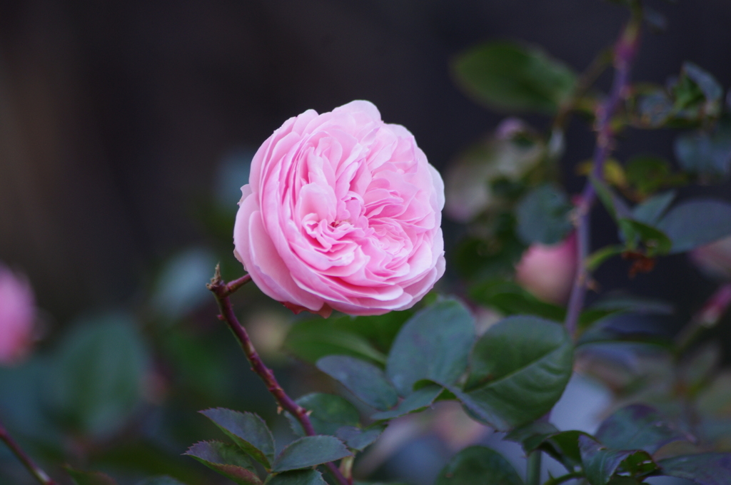 薔薇　1　六本木ヒルズ　１月