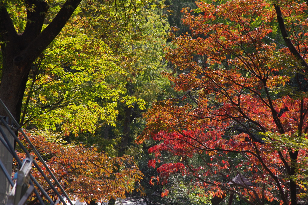 公園の紅葉