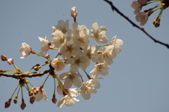 桜　3　御殿山庭園