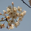 桜　3　御殿山庭園