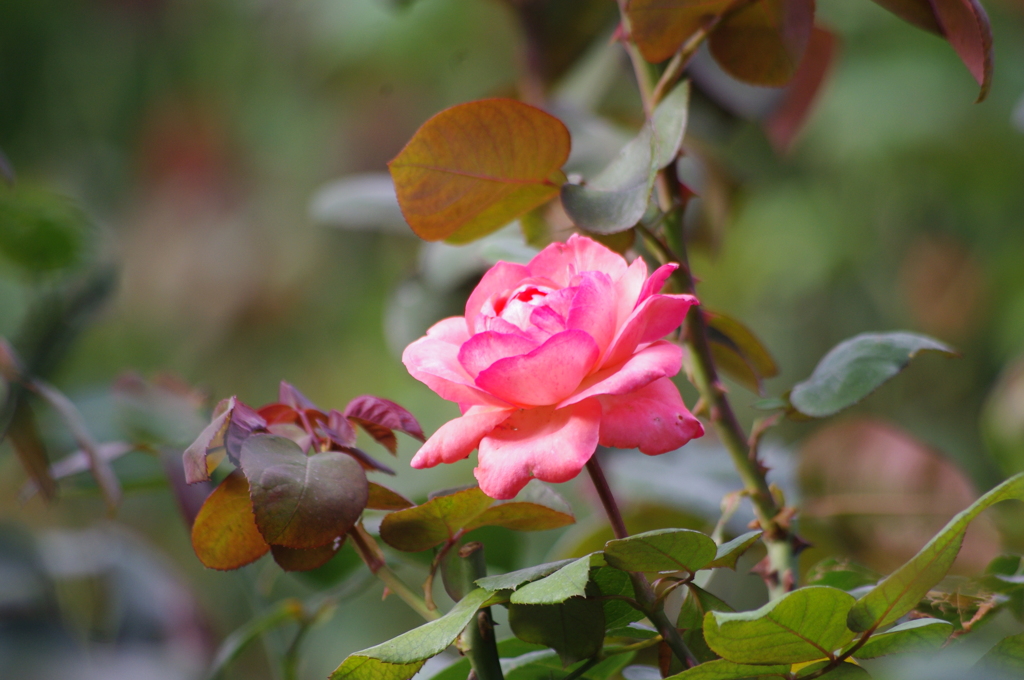 薔薇　1　日比谷公園　１０月